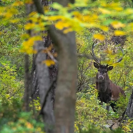 Nuit A Pleiney Saint-Rhemy-En-Bosses
